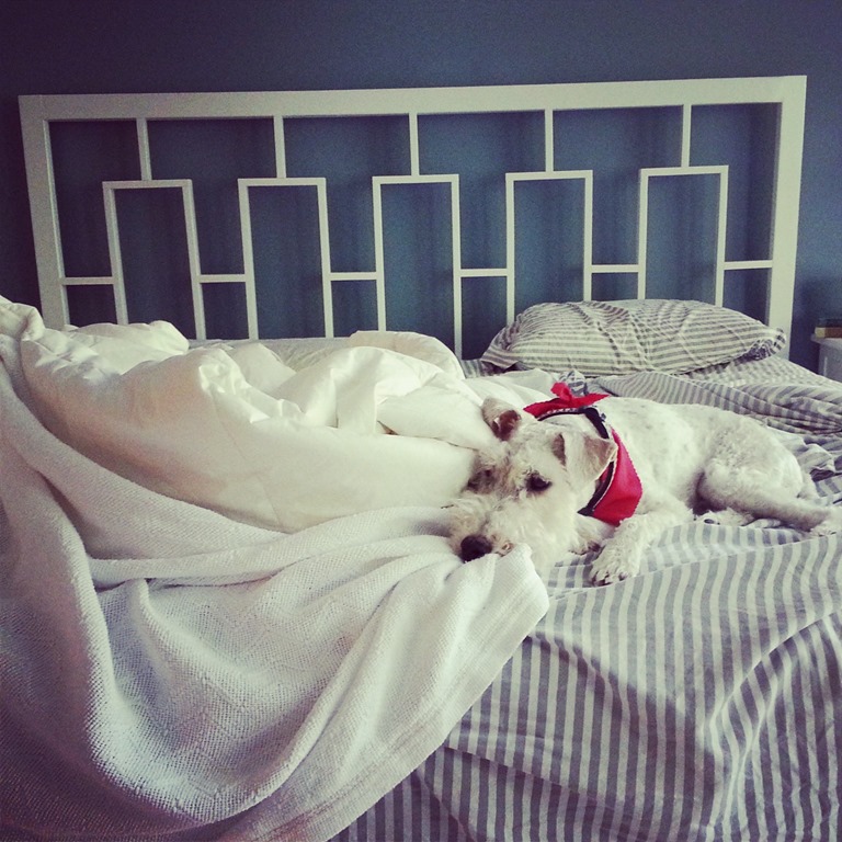 [Sleepy%2520Ike%2520%2528Wire%2520Fox%2520Terrier%2529%255B4%255D.jpg]