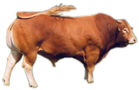 [sapi%2520montok%25202%2520transparan%255B4%255D.png]