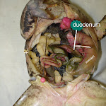 frog_duodenum.JPG