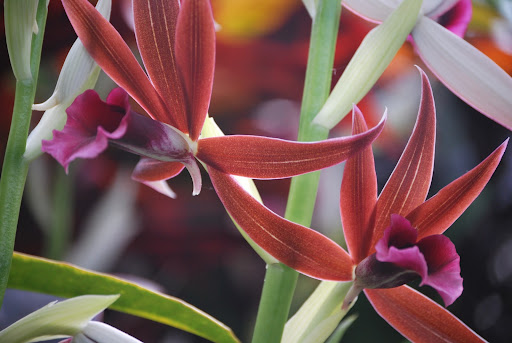 Nun's Cap orchids.