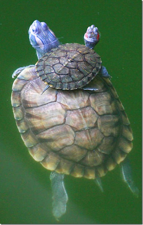 China Turtles