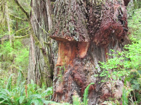 RedwoodBurlPoachingAlongDruryParkway-3-2014-04-6-19-04.jpg