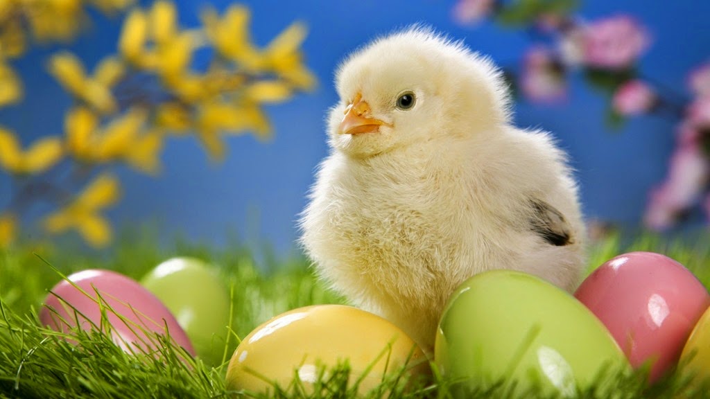 [Easter-Chicken-1440x2560%255B4%255D.jpg]
