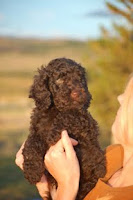 Rockwell is a handsome male chocolate Labradoodle.