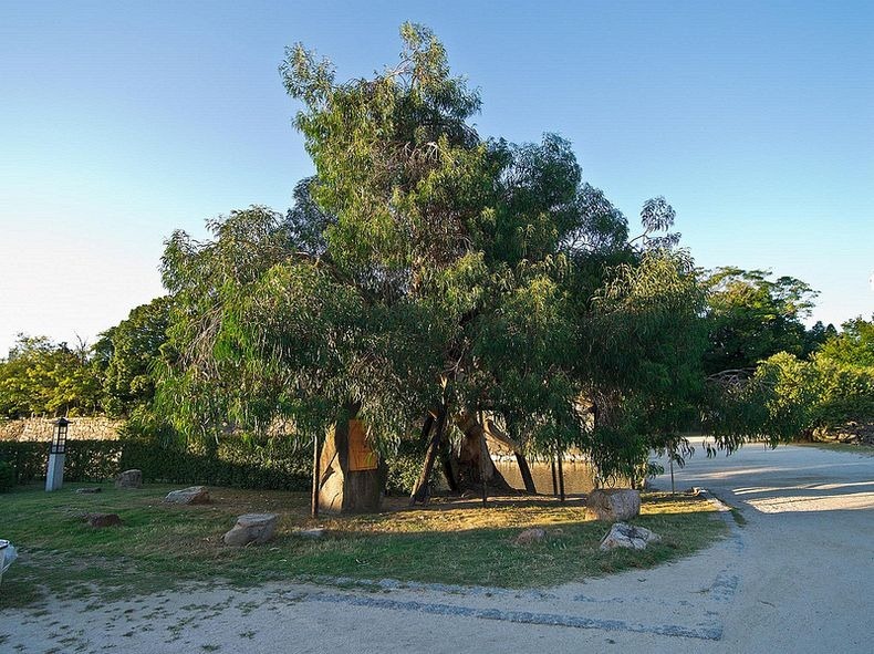 a-bombed-trees-2 a-bombed-trees-2