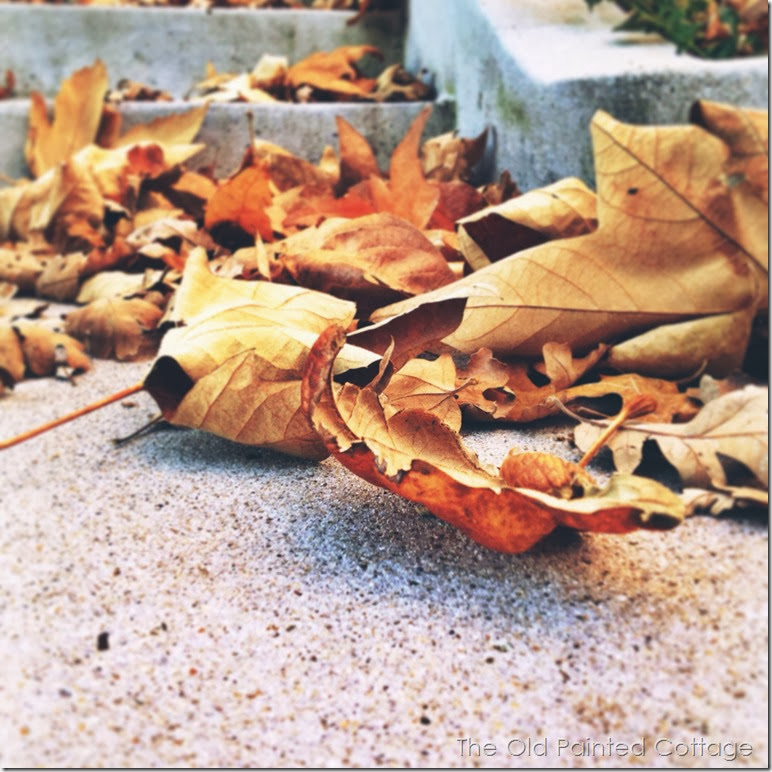 leafy leafy