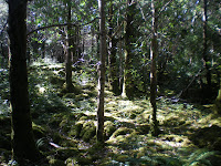 Ancient Forest