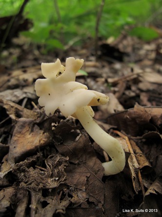 helvella helvella