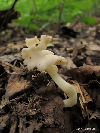 helvella