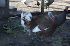 We must be the luckiest turkeys in the world to have survived Thanksgiving!  GOBBLE-GOBBLE - We're going to live to be a ripe old age!  I'd better start fattening up my 401k.
