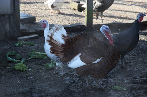 We must be the luckiest turkeys in the world to have survived Thanksgiving!  GOBBLE-GOBBLE - We're going to live to be a ripe old age!  I'd better start fattening up my 401k.