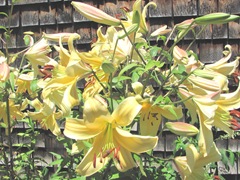 yellow day lilies1 july 2012