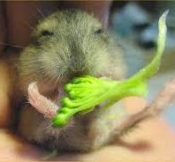 [little%2520mo%2520and%2520broccoli%255B4%255D.jpg]