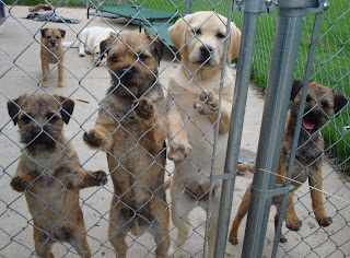 Indy, Banks, Brinkley, and Shea with Mardi and Asti in the background.