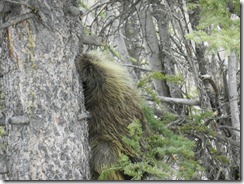 Porcupine