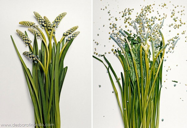 broken-flowers-soaked-in-liquid-nitrogen-shattered-desbaratinando (4) broken-flowers-soaked-in-liquid-nitrogen-shattered-desbaratinando (4)
