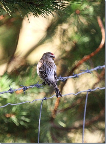 img_0500_arctic redpoll, shetland copy