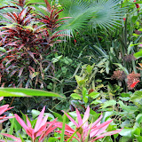 Plants And Flowers At The Great House And Botanic Gardens - St. Thomas, USVI