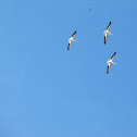 American White Pelican