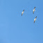 American White Pelican
