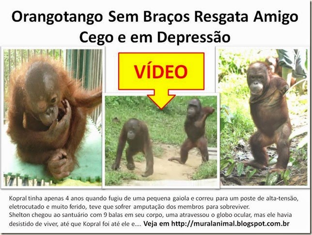 Orangotango Sem Braços Resgata Amigo Cego e em Orangotango Sem Braços Resgata Amigo Cego e em
