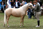 Chacha f 2008 e Qluring u Gnistra e Birk II