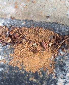 Ants.JPG Ants