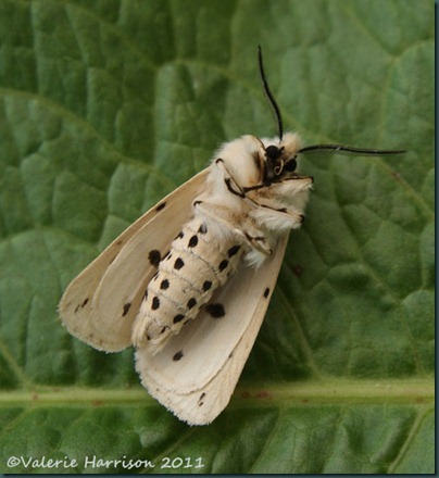 white-ermine-underside (2) white-ermine-underside (2)
