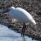 Little Egret; Garceta Común