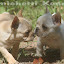 BuldogueFrancesCremeFilhotesAVendaWwwPetclubeComBr