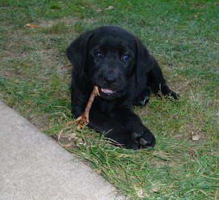 Miss Orange"Hattie"Shiner - Siskel litter