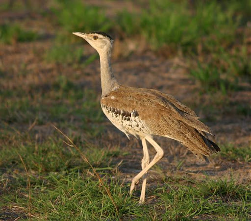 australian%252520bustard.jpg