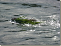 P1000061
