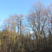 Im Alperbecker Wald