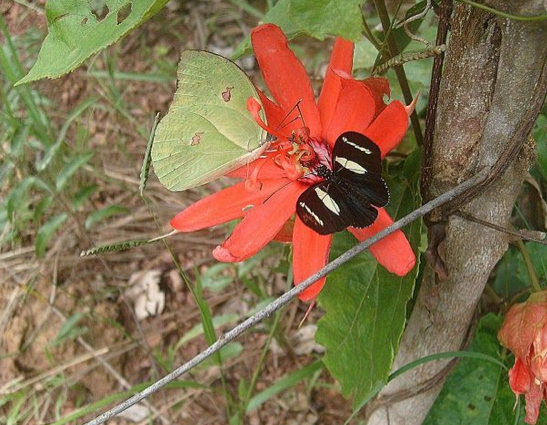 Anteos menippe (HÜBNER, [1818]) et Heliconius sara apseudes (HÜBNER, [1813]). Colider (Mato Grosso, Brésil), janvier 2011. Photo : Cidinha Rissi