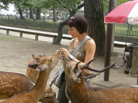 Nara: Deer 