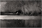 Graureiher an der Hamme Graureiher an der Hamme