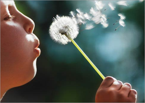 [c0%2520child%2520blowing%2520dandelion%2520seeds%2520into%2520the%2520air%255B3%255D.png]