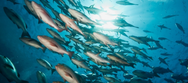 The Green Economy in a Blue World report will cover six marine-based sectors, including fisheries. UN Photo/Martine Perret