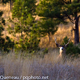 With its stout neck bulging from testosterone, a handsome mule deer buck completes the scene on a mid-October afternoon in western Montana.