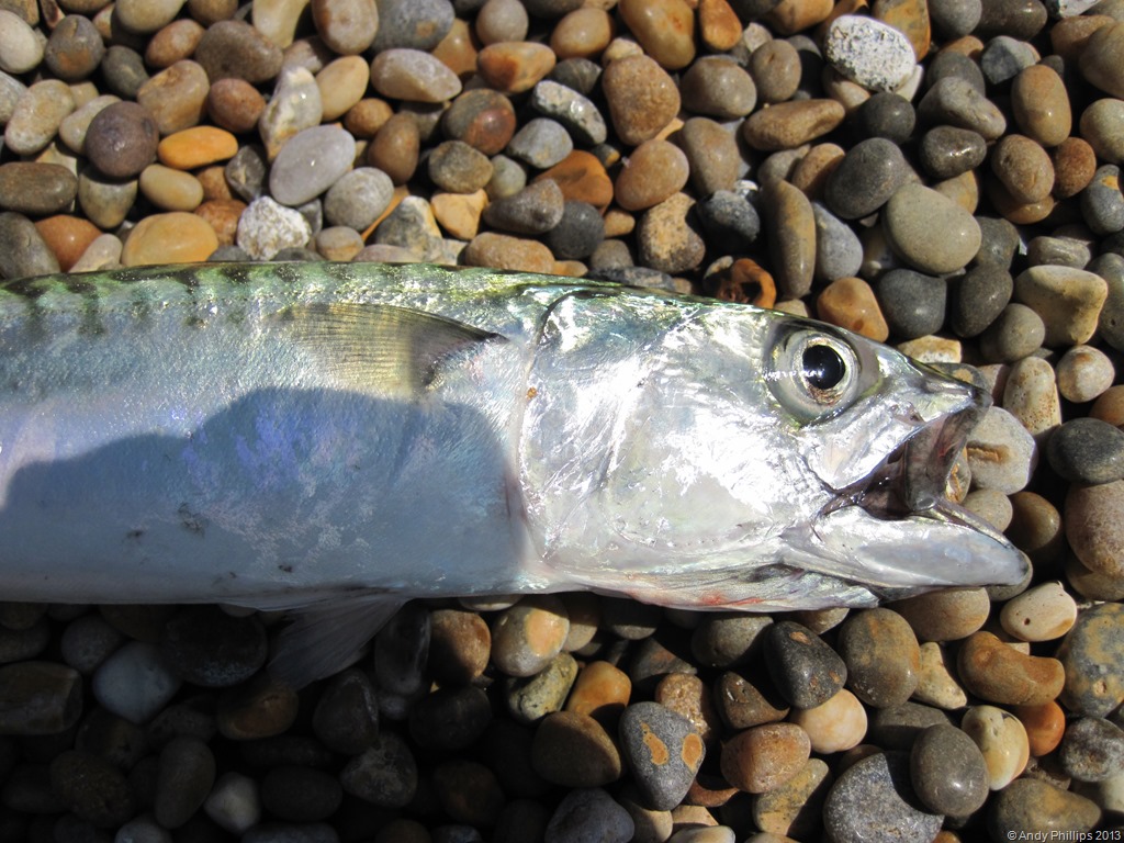 [IMG_1502%255B10%255D.jpg]