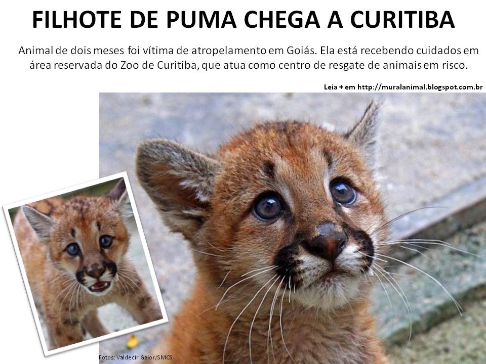 [puma_curitiba%255B3%255D.jpg]