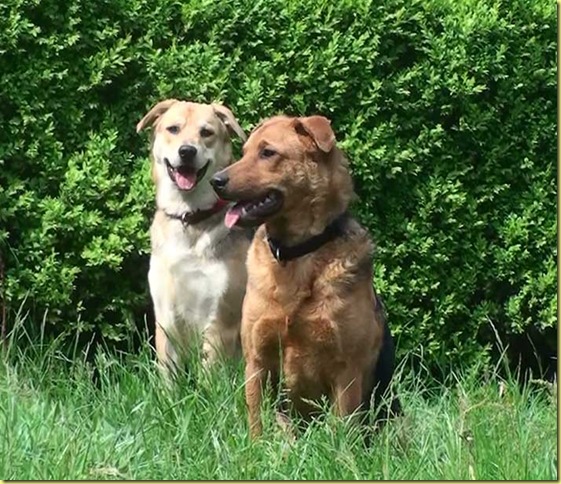 Apollo-und-Zeus