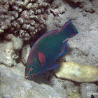 Bicolor Parrotfish