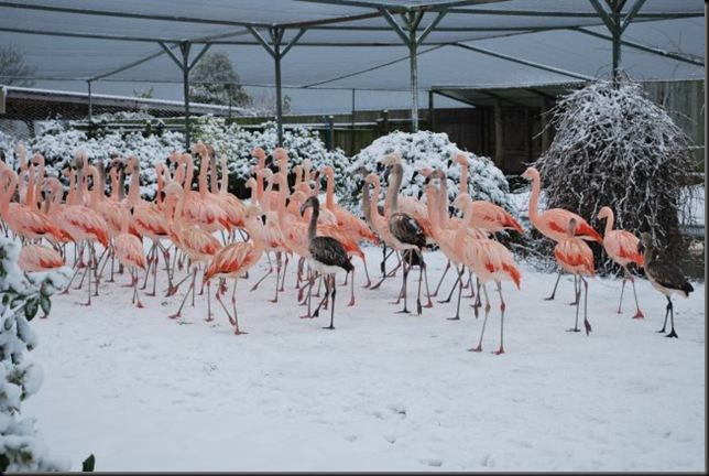 Flamingos in the Snow