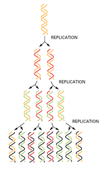 semi conservatively replication