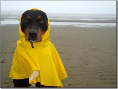 hurricane-sandy-dogs-20