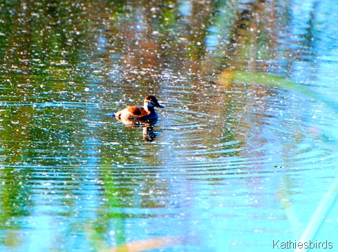 2. ruddy duck-kab