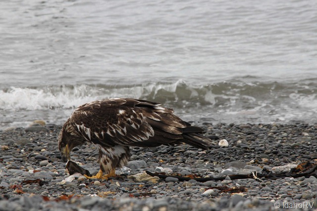 [Young-Eagle-Eating%255B2%255D.jpg]