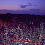 nichols deer 401.JPG